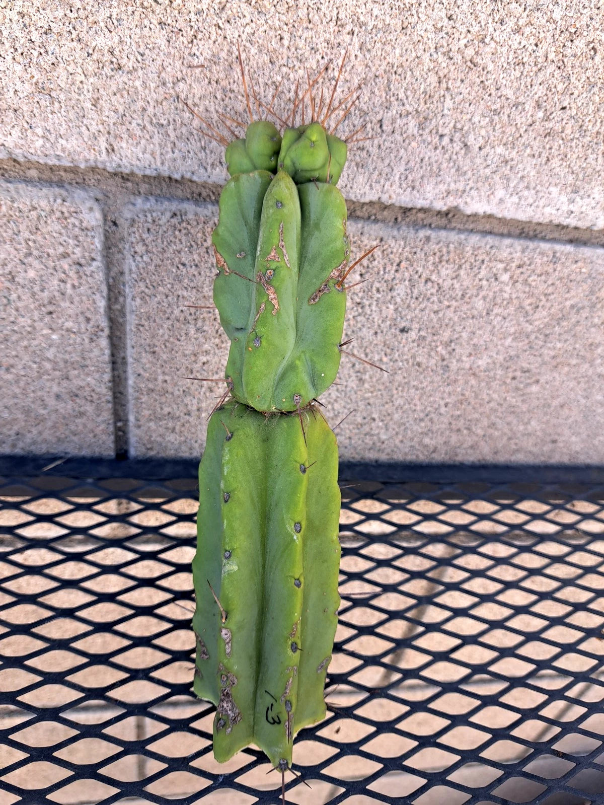 Cereus Bridge Cactus Cutting - H8, Indoor Plant, Fast-Growing Cactus, Cereus peruvianus