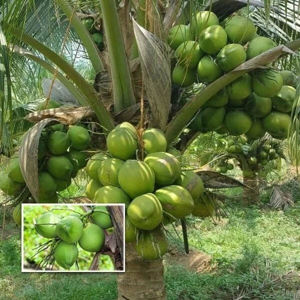 5 Sprouted Dwarf Green Malayan Coconuts – Rare Fresh Seeds – Certified Costa Rica (Cocos nucifera)