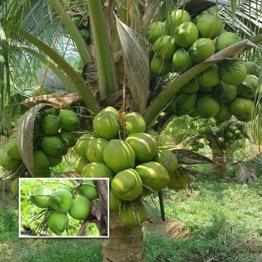 5 Sprouted Dwarf Green Malayan Coconuts – Rare Fresh Seeds – Certified Costa Rica (Cocos nucifera)