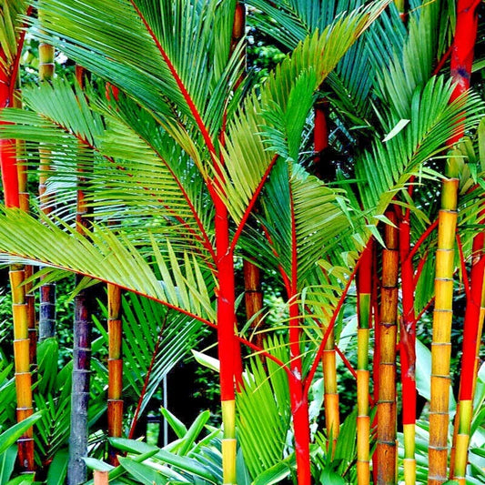10 Red Sealing Wax Palm Tree Seeds - Cyrtostachys renda - Unique House Plant Seeds for Indoor Gardening