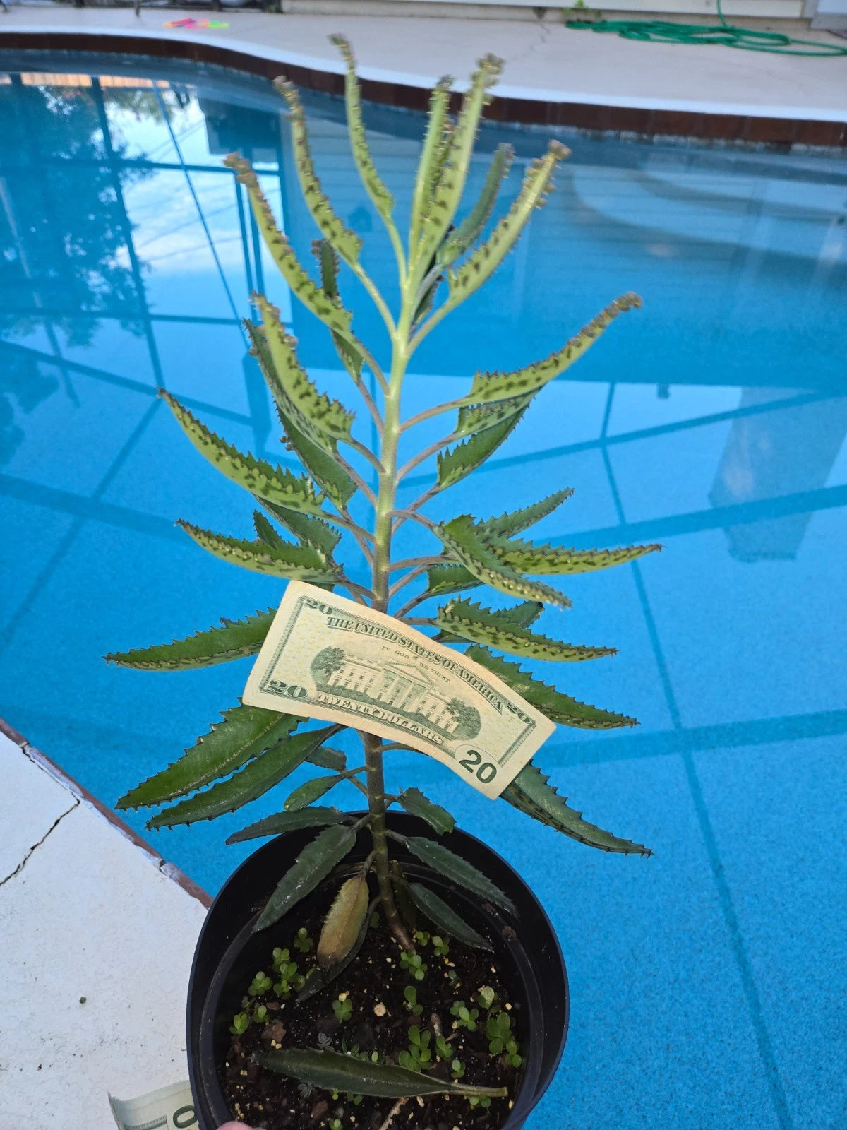 Kalanchoe Mother of Thousands Succulent - Giant Live Plant - Alligator Plant (Kalanchoe daigremontiana) 18 Inch