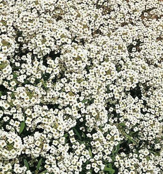 Alyssum Seeds 1500+ Carpet of Snow White Flowers Annual for Garden Bees