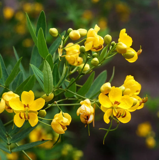 50 Seeds Senna Wild Cassia Perennial Yellow GroCo - Great for Gardens, Native Plants (Senna spp.)