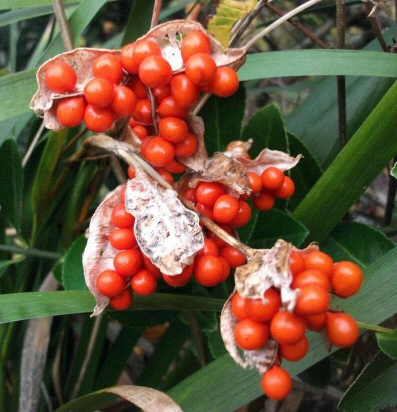 Iris foetidissima Citrina Bareroot Plant - Yellow Variegated Leaves - Hardy Perennial Garden Flower