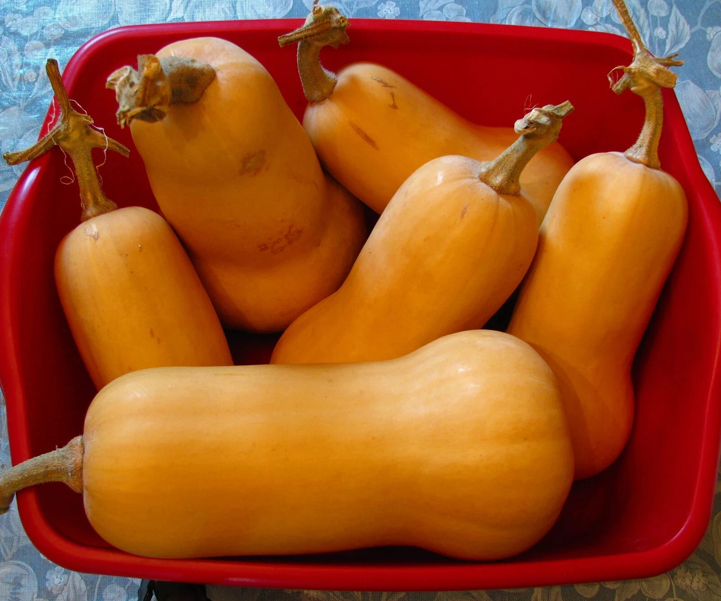 Butternut Squash Seeds Set of 50 - Cucurbita moschata - Heirloom Vegetable Garden Seeds for Planting