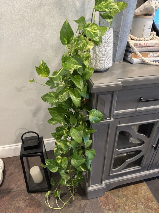 Golden Pothos Plant Rooted Cuttings 3"-6" Indoor Outdoor "Devil's Ivy" Epipremnum aureum