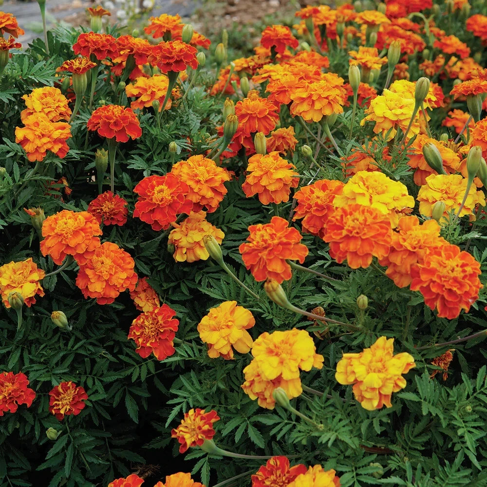 Brocade Marigold Seeds - 25+ Pack for Garden Planting - Tagetes erecta - USA