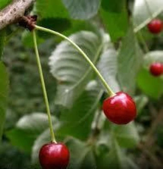 Black Cherry Tree Seeds, 10 Seeds, Organic, Sweet Fruit, Prunus serotina