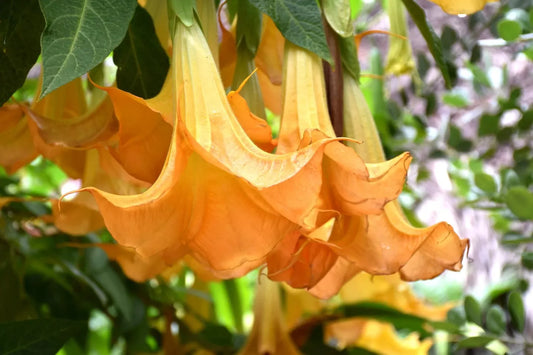 Brugmansia Suaveolens Seeds - 8 Yellow Flower Angel's Trumpet Seeds - Tropical Perennial Plant