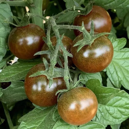 Brown Berry Tomato Seeds - 10+ Organic Heirloom Seeds - Rare Variety - Solanum lycopersicum
