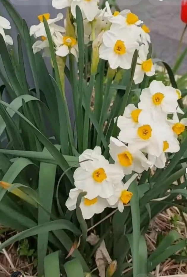 Narcissus Daffodil Bulbs - White Yellow - Set of 4 - Fresh USA - Free Shipping