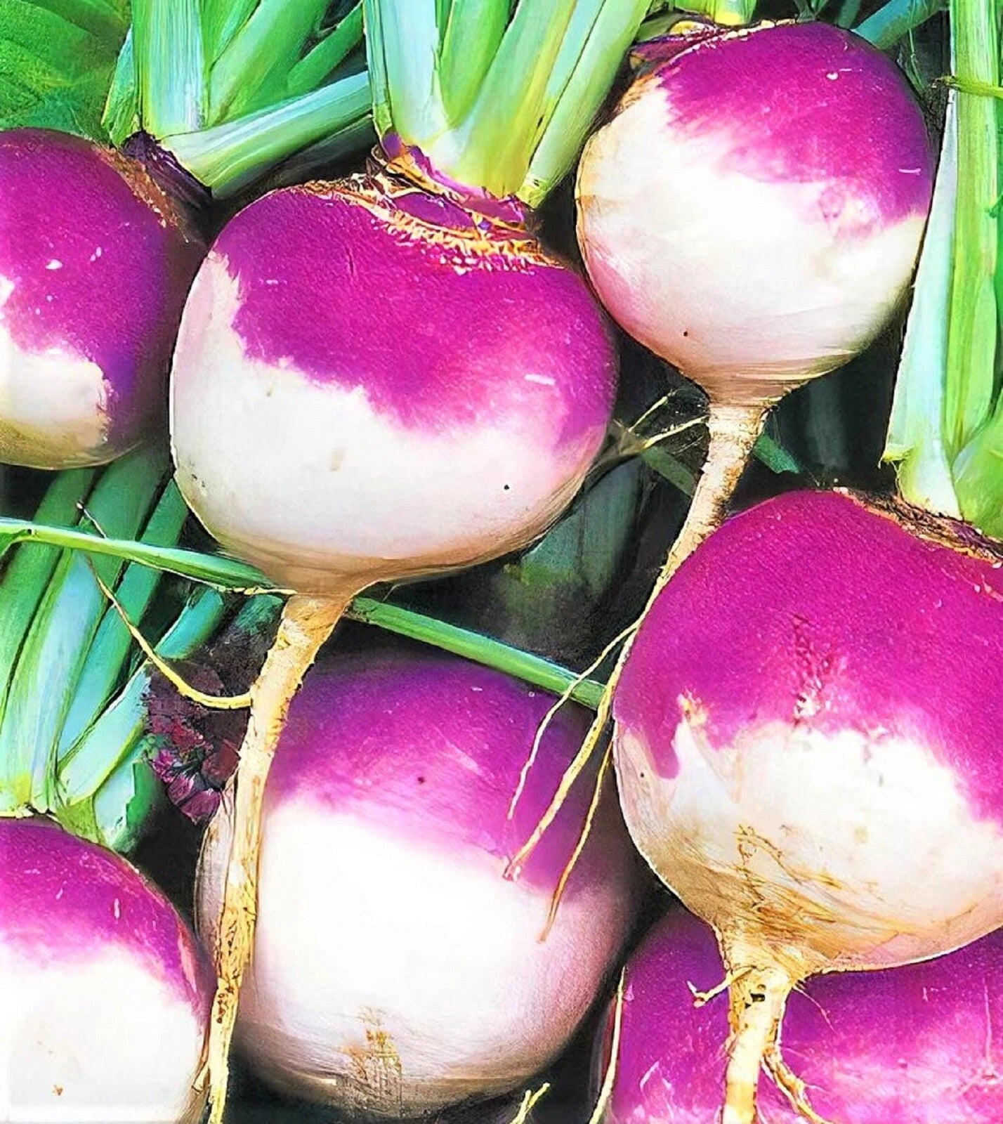 Purple Top White Globe Turnip Seeds - 500+ Non-GMO Seeds for Planting - Brassica rapa