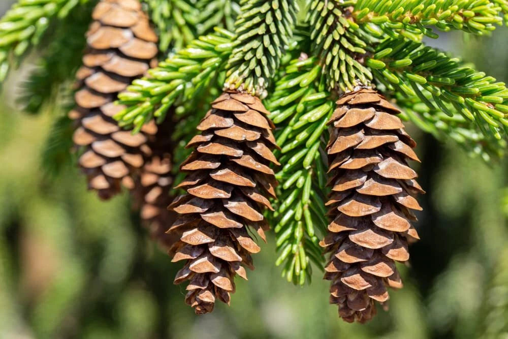 evergreen plant seeds Oriental Spruce Tree Seeds - 30 Seeds for Planting