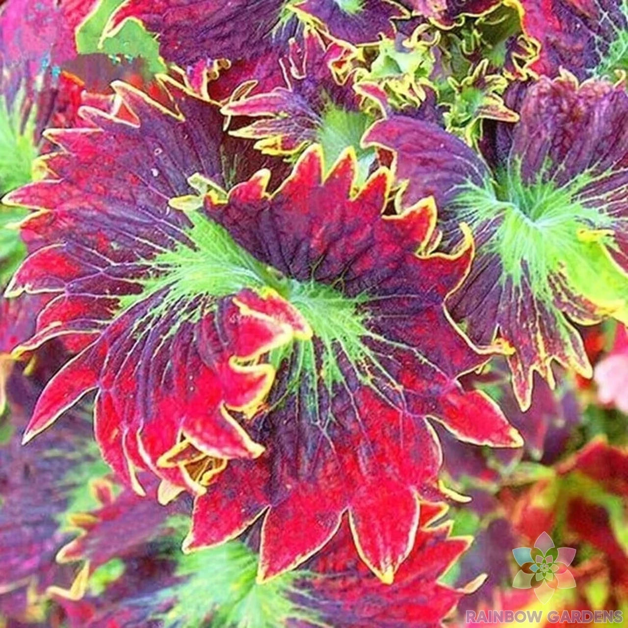 Coleus Seeds - 25+ Red Purple Variety - Ideal for Garden Planting - USA Grown