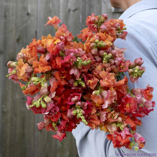 Madame Butterfly Bronze Snapdragon Seeds - 1000+ Premium Seeds for Garden - Antirrhinum majus