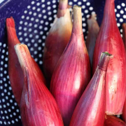 Italian Red Torpedo Onion Seeds - NON-GMO Rossa di Tropea - Heirloom Variety - Free Shipping