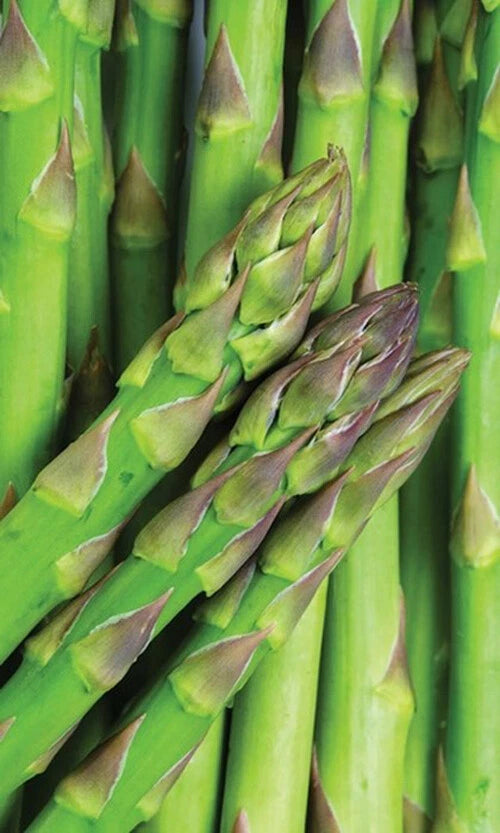 Asparagus Seeds - 50+ Mary Washington Variety - Asparagus officinalis - Non-GMO USA Grown