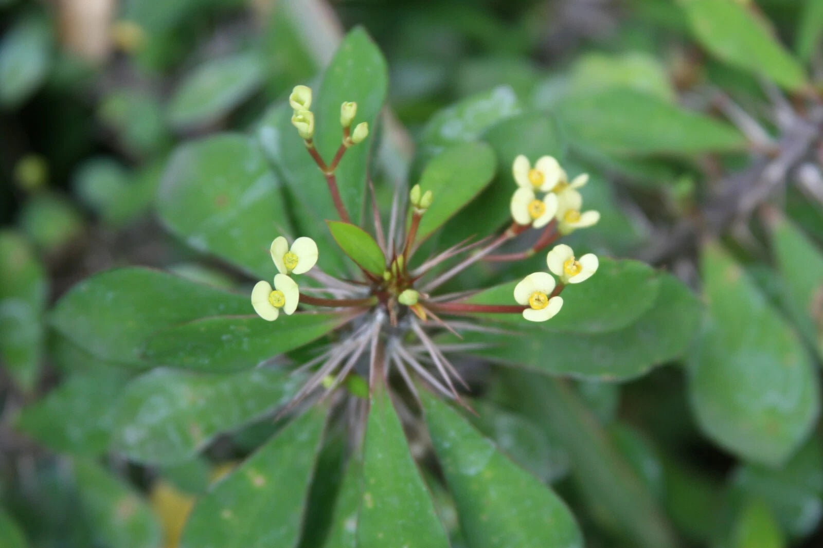 succulent with tiny yellow flowers Tiny Yellow Euphobia Milii Crown of Thorns Succulent Cactus Cutting