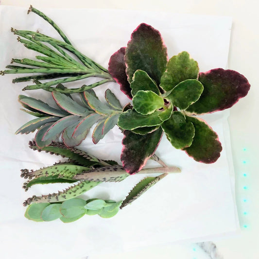 Kalanchoe Cuttings Collection – 5 Varied Shapes & Colors Succulent Plants – Easy to Grow Succulents