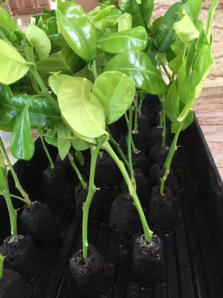 Kaffir Lime Tree Cutting | Citrus Hystrix | Makrut Lime Food Spice Plant Clone