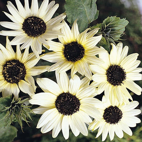 Italian White Sunflower Seeds 50+ Pack | Helianthus Debilis | Annual Flower Seeds | USA Grown