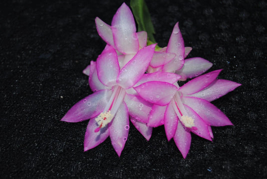 Christmas Cactus Starter Plant - Aurea - Schlumbergera Truncata - Healthy Well-Rooted Plant for Home Decor or Gifting