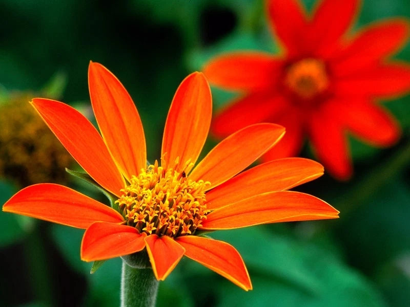 75 Seeds Mexican Sunflower Torch - Tithonia rotundifolia - Bright Orange Blooms, Easy to Grow, Perfect for Gardens