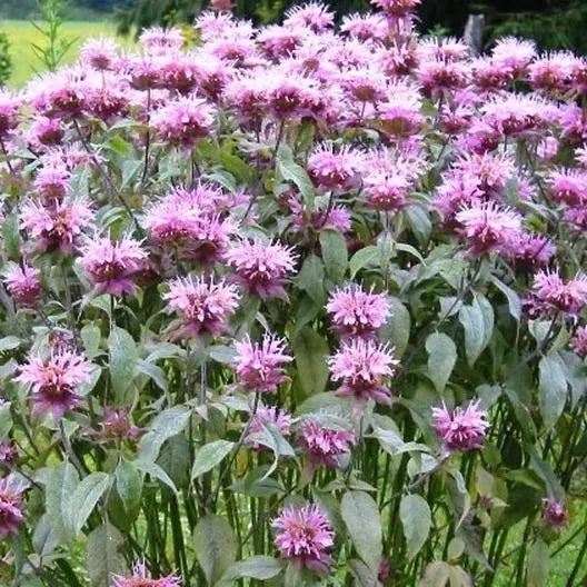 Bee Balm Seeds - 500 Non-GMO Wild Bergamot Seeds for Beneficial Bees & Hummingbirds - Monarda fistulosa
