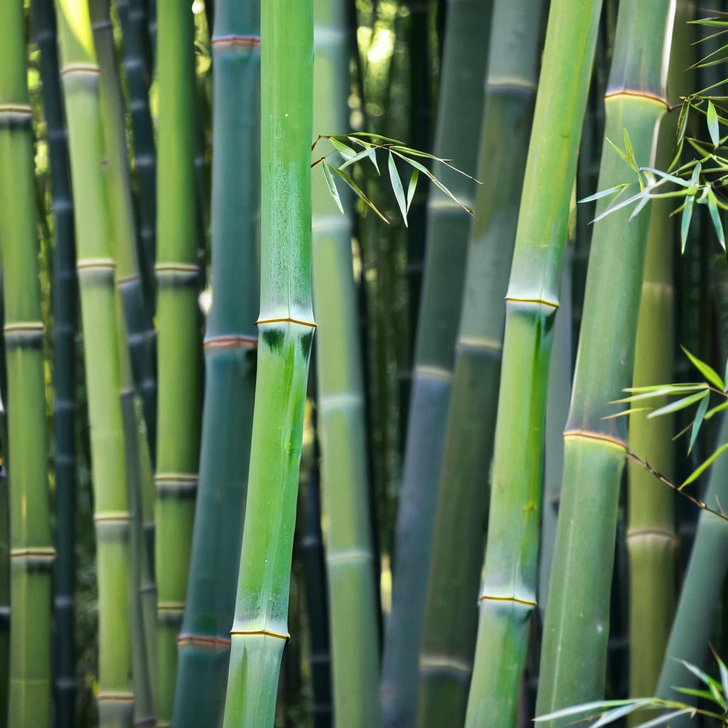 50 Bamboo Seeds for Privacy Garden - Clumping Shade Screen "Wong Chuck" (Bambusa spp.)