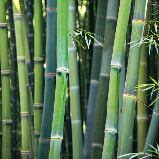 50 Bamboo Seeds for Privacy Garden - Clumping Shade Screen "Wong Chuck" (Bambusa spp.)