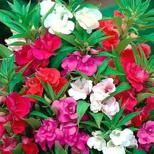 Impatiens Tom Thumb Flower Seeds - 25 Fresh Garden Seeds - Colorful Annual Flower for Easy Gardening