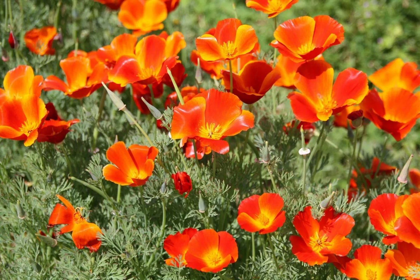 California Poppy Seeds 250+ Pack, Orange Flower, Eschscholzia californica, USA - Non-GMO, Easy to Grow
