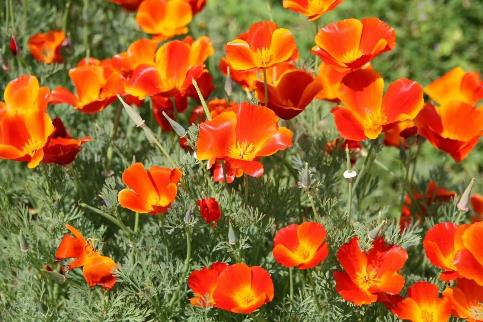 California Poppy Seeds 250+ Pack, Orange Flower, Eschscholzia californica, USA - Non-GMO, Easy to Grow