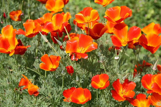 California Poppy Seeds 250+ Pack, Orange Flower, Eschscholzia californica, USA - Non-GMO, Easy to Grow