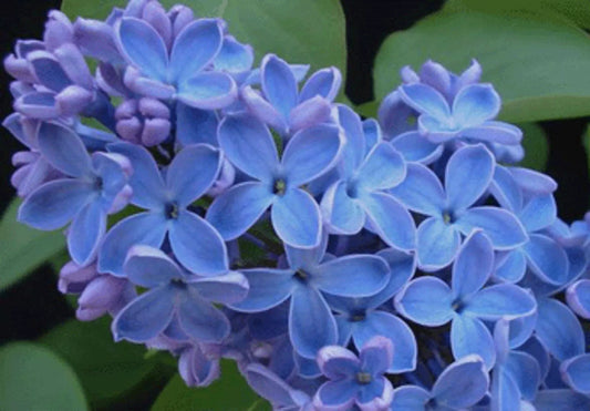 Blue Lilac Seeds - 25 Perennial Flower Seeds - Fragrant Flowers - Syringa vulgaris - US Seller