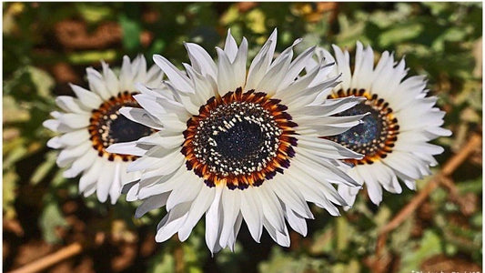 Italian White Sunflower Seeds - 50+ Heirloom Non-GMO Tall Cut Flowers - Helianthus annuus