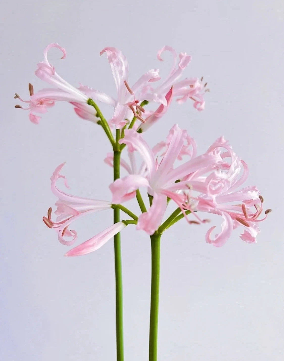 Magic Lily Bulb 1pc - Surprise Lily Oriental Lily Vanishing Lily Perennial Lily