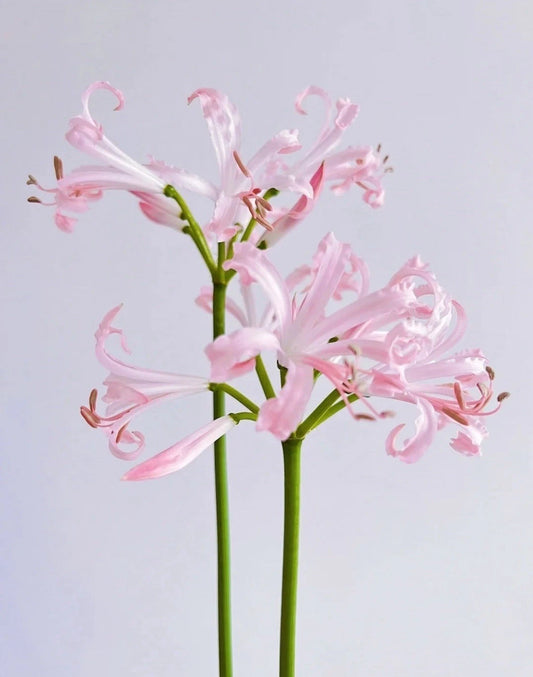 Magic Lily Bulb 1pc - Surprise Lily Oriental Lily Vanishing Lily Perennial Lily