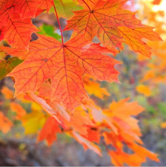 Live Sugar Maple Tree Fully Rooted Plant 1-4 Years Old Acer saccharum 8-40" Tall