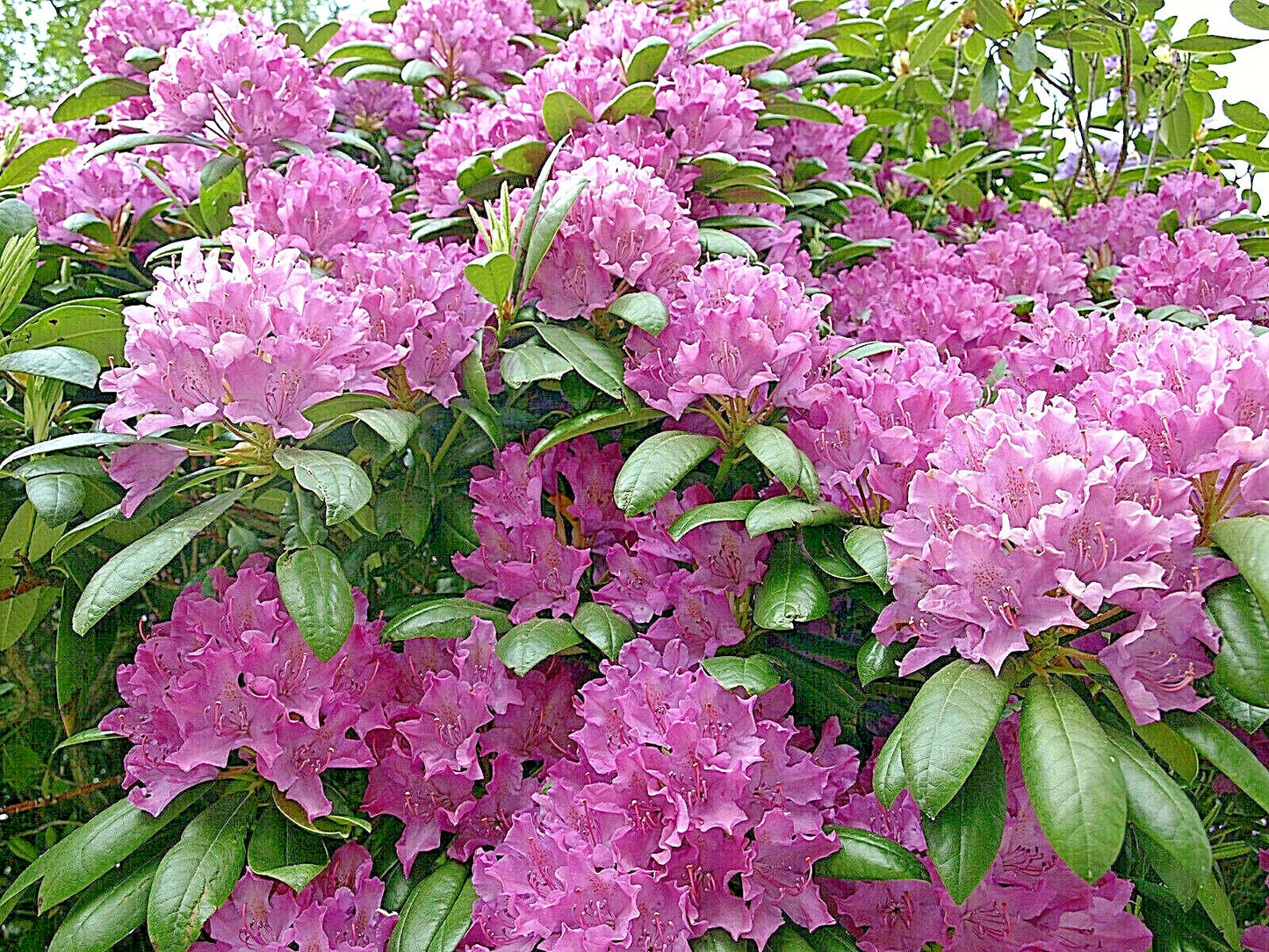 Cali Pink Azalea Seeds - 50+ Premium Flower Seeds (Rhododendron macrophyllum) for Shrubs and Bushes