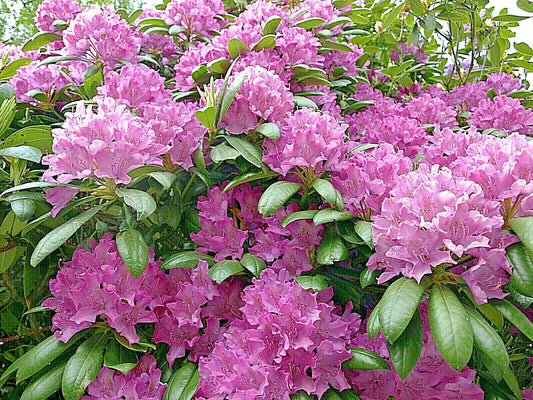Cali Pink Azalea Seeds - 50+ Premium Flower Seeds (Rhododendron macrophyllum) for Shrubs and Bushes