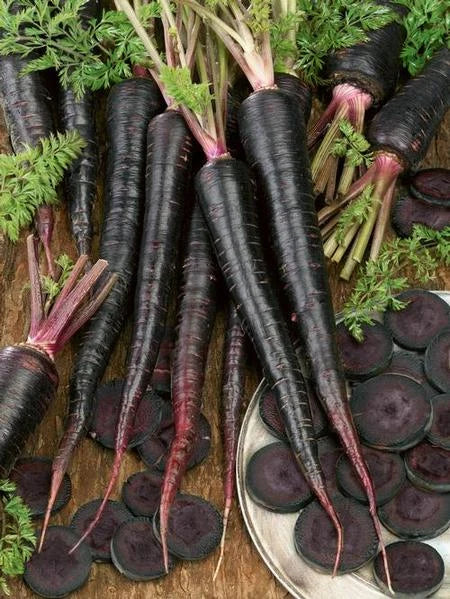 Black Nebula Carrot Seeds - Rare Colorful Variety - Bulk Sizes 100, 200, 400, 1000 - Daucus carota