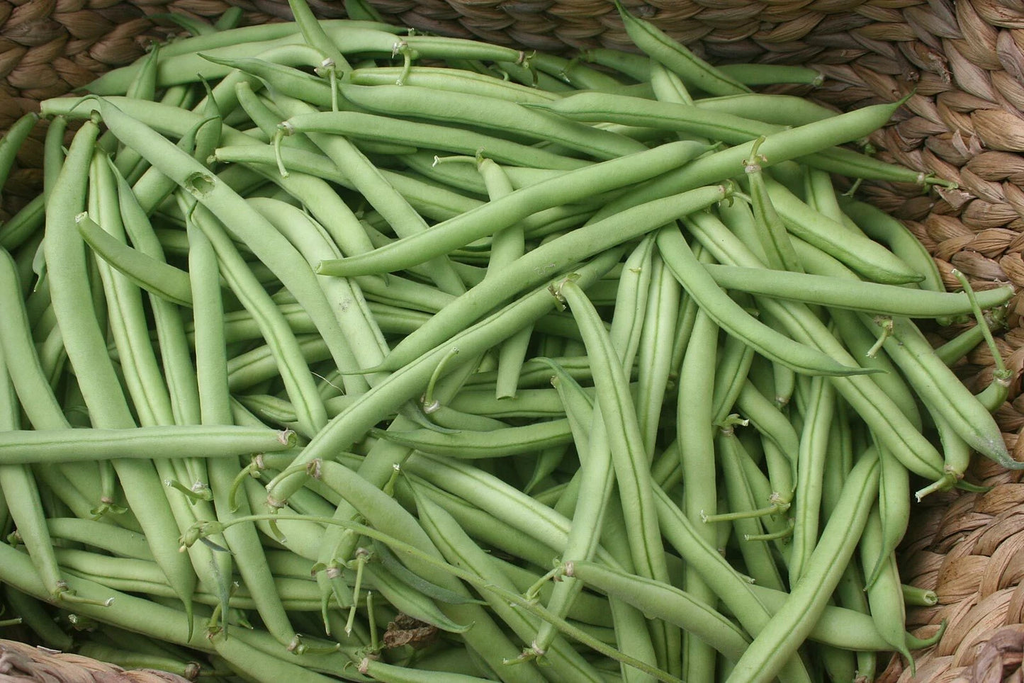Bush Green Bean Seeds, NON-GMO, Stringless, High Yield, Provider Variety, Free Shipping