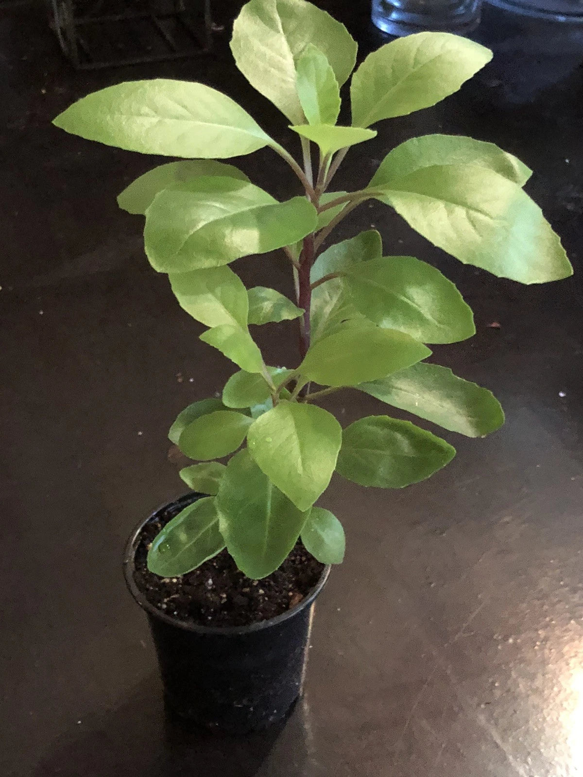 Longevity Spinach Plant - Gynura Procumbens - Perennial Edible Plant - 4-6" Tall