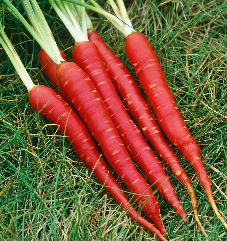 Atomic Red Carrot Seeds - 150+ Non-GMO Vegetable Garden Seeds - Daucus carota - USA Grown, Free Shipping