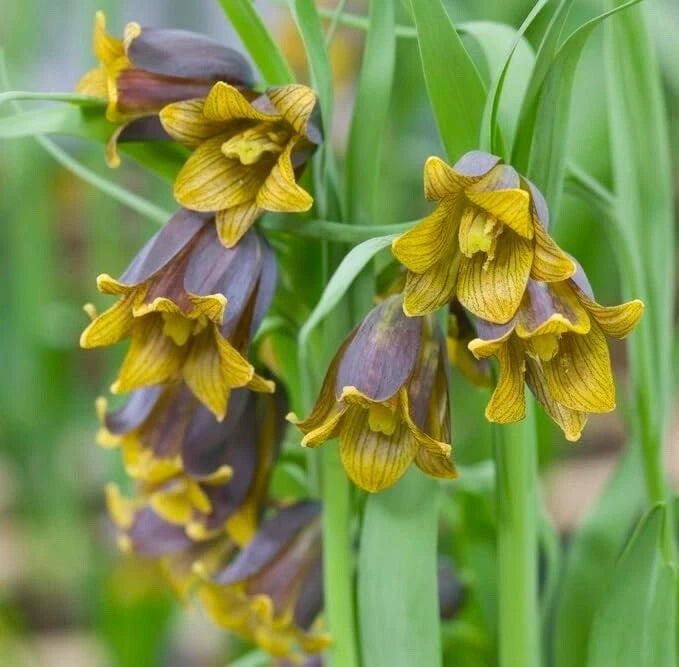 Fritillaria Bulbs for Planting - Uva-Vulpis - Perennial Flowering Bulbs - Garden Plants