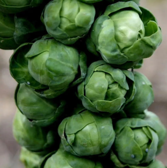 Brussels Sprouts Seeds 500+ Long Island Improved NON-GMO USA
