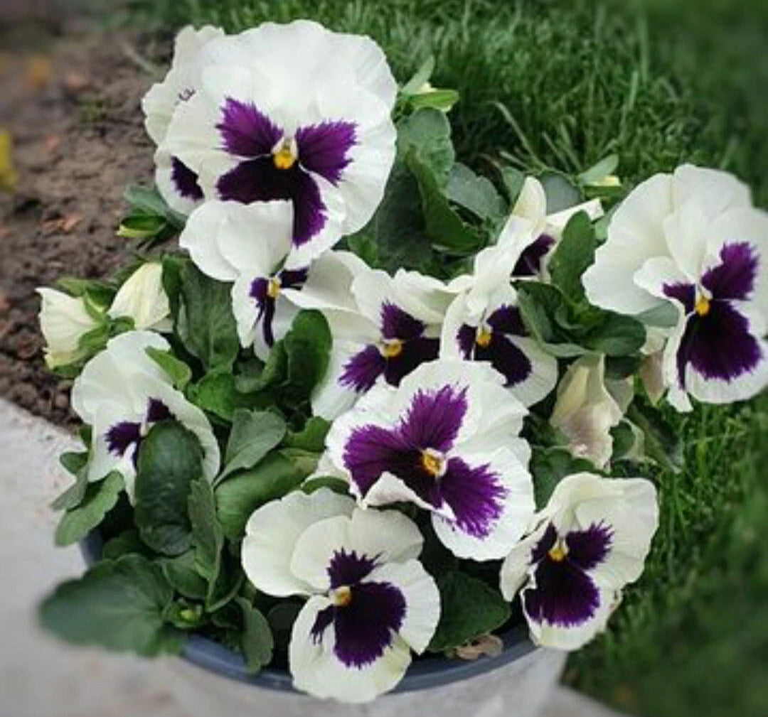 Pansy Flower Seeds - 50 Count - Silverbride Cold Hardy Variety - Viola x wittrockiana