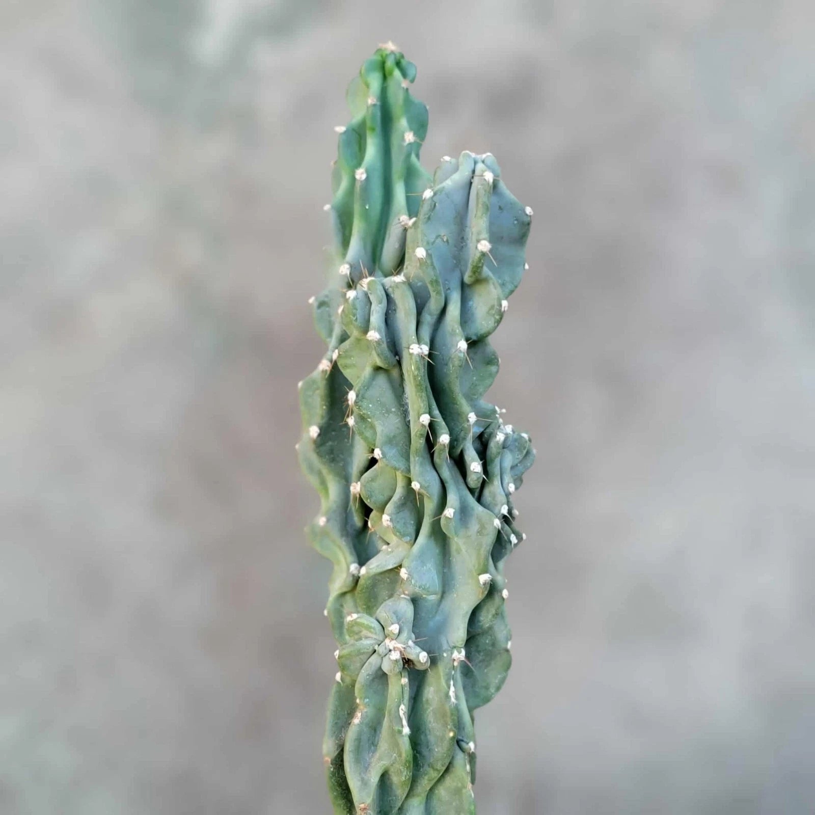 Cereus peruvianus var. monstrose - Peruvian Apple Cactus - Unique Monstrose Variety - Indoor/Outdoor Succulent Plant