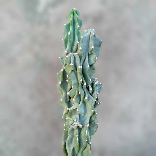 Cereus peruvianus var. monstrose - Peruvian Apple Cactus - Unique Monstrose Variety - Indoor/Outdoor Succulent Plant